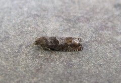 Epinotia solicitana