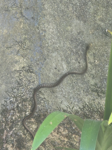 Common Tree Snake sighting