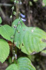 Rhynchoglossum