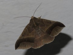 Pseudophisma aeolida