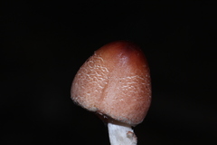 Lepiota castaneidisca image