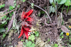 Zingiber chrysanthum