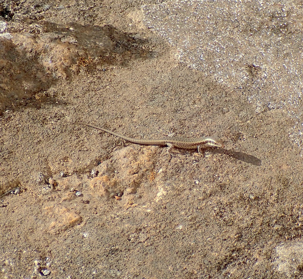 Sao Nicolau Skink
