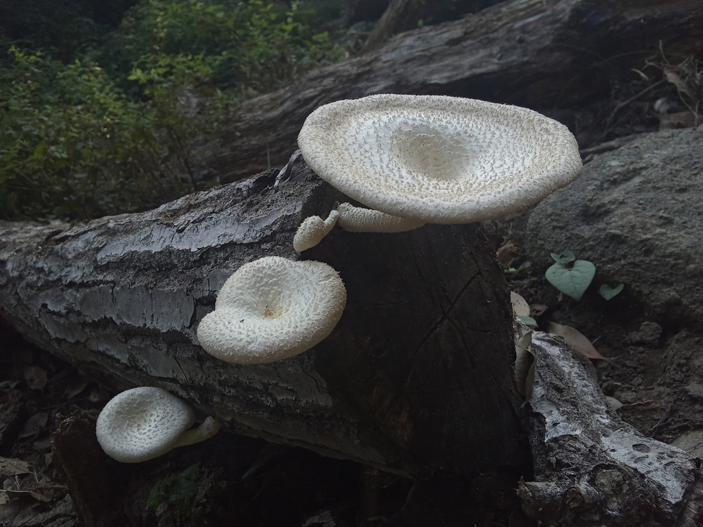 Lentinus squarrosulus · September 2025 · photo: © hector_montero (iNaturalist, cc-by)