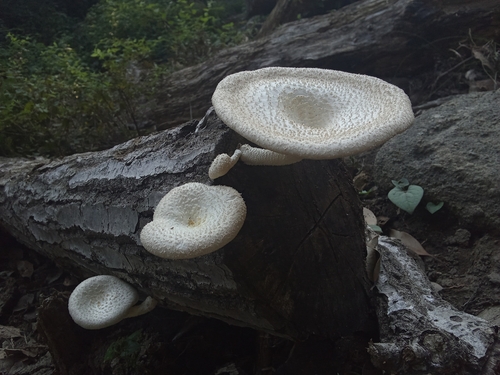 Lentinus squarrosulus