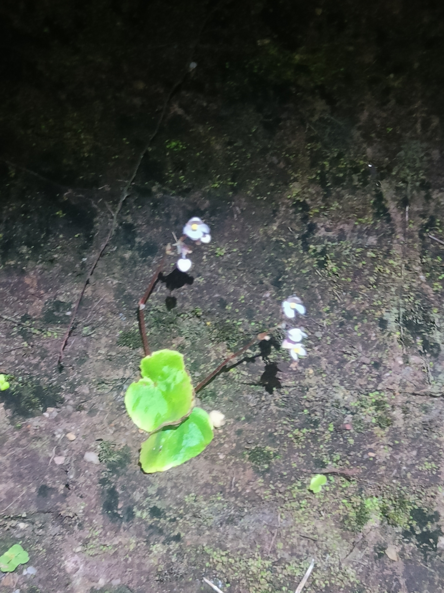 Begonia sinuata (Begonia sinuata)