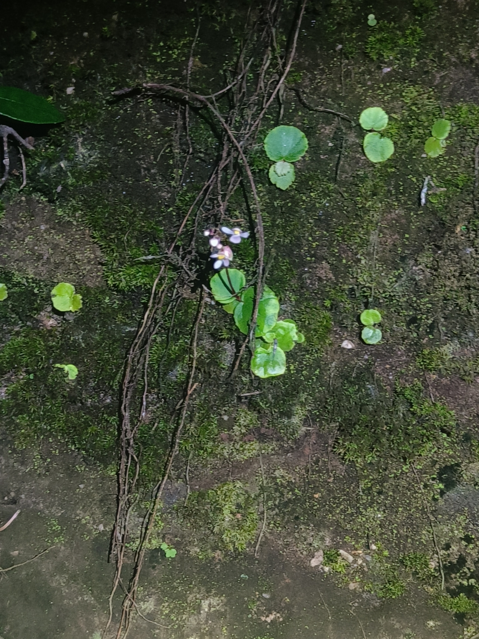 Begonia sinuata — ảnh 2