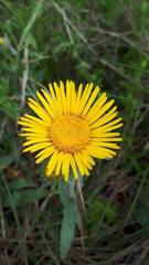 Pentanema montanum
