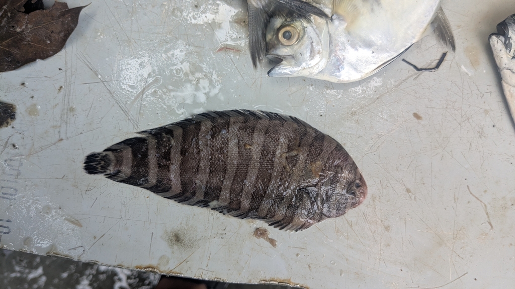Zebrias quagga