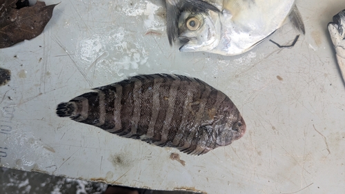 Quagga sole (Zebrias quagga) — Soleidae — 2