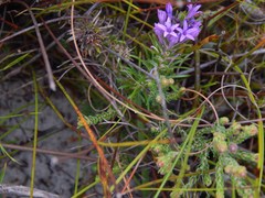 Merciera azurea