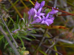 Merciera azurea