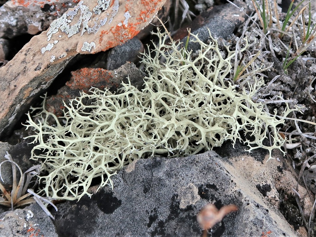 Arctic Oakmoss Lichen