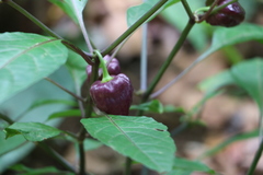 Capsicum baccatum
