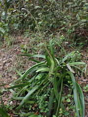 Gasteria acinacifolia
