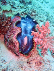 Tridacna derasa