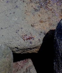 Geograpsus