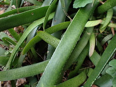 Gasteria acinacifolia