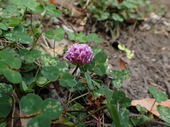 Trifolium burchellianum