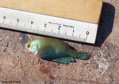 Austrolebias bellottii