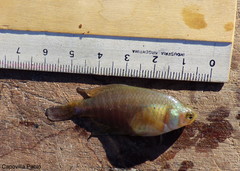 Austrolebias bellottii