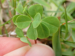 Indigofera erecta