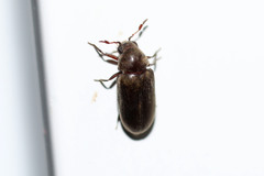 Calymmaderus solidus
