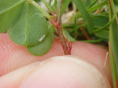 Indigofera erecta