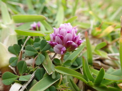 Trifolium burchellianum