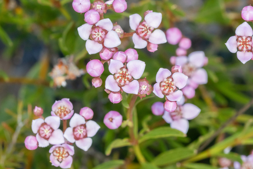 Granite Boronia (Boronia cymosa)