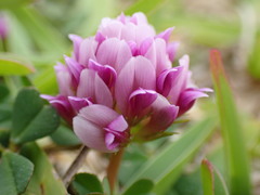 Trifolium burchellianum
