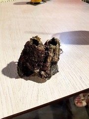 Megabalanus