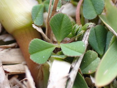 Trifolium burchellianum