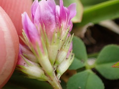Trifolium burchellianum