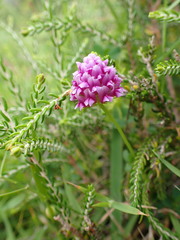 Trifolium burchellianum