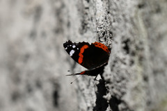 Vanessa atalanta atalanta