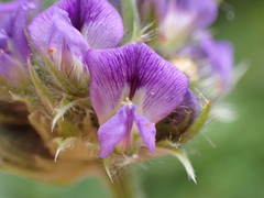 Psoralea sericea