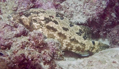 Epinephelus fuscoguttatus