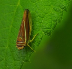 Idiodonus kennicotti