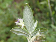 Psoralea sericea