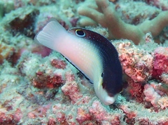 Anampses neoguinaicus