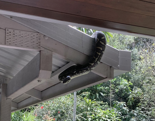 Coastal Carpet Python sighting