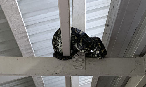 Coastal Carpet Python sighting