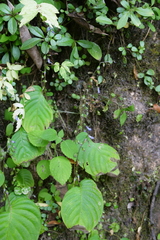 Rhynchoglossum