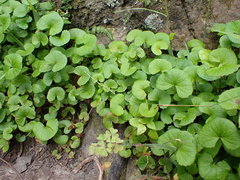 Centella eriantha