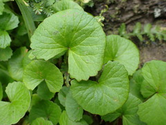 Centella eriantha