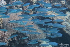 Pterocaesio trilineata