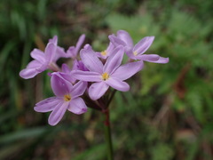 Tulbaghia maritima