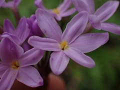 Tulbaghia maritima