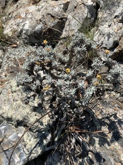 Helichrysum galpinii